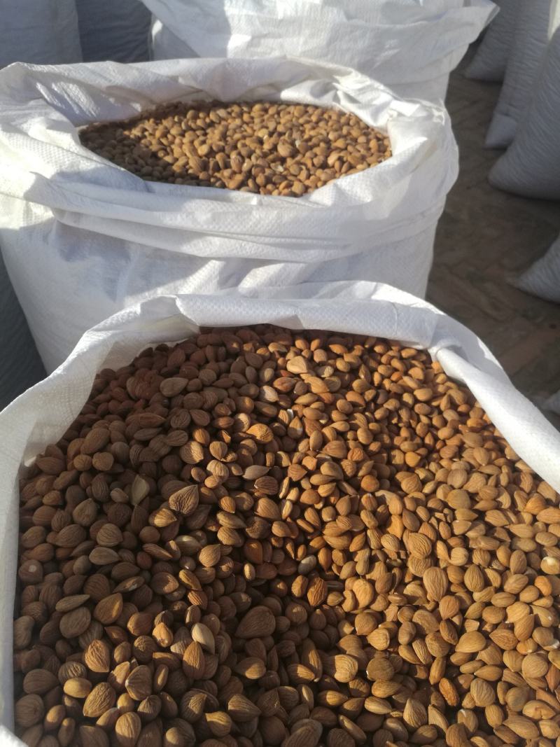 苦杏仁陕北地产颗粒饱满含量达标