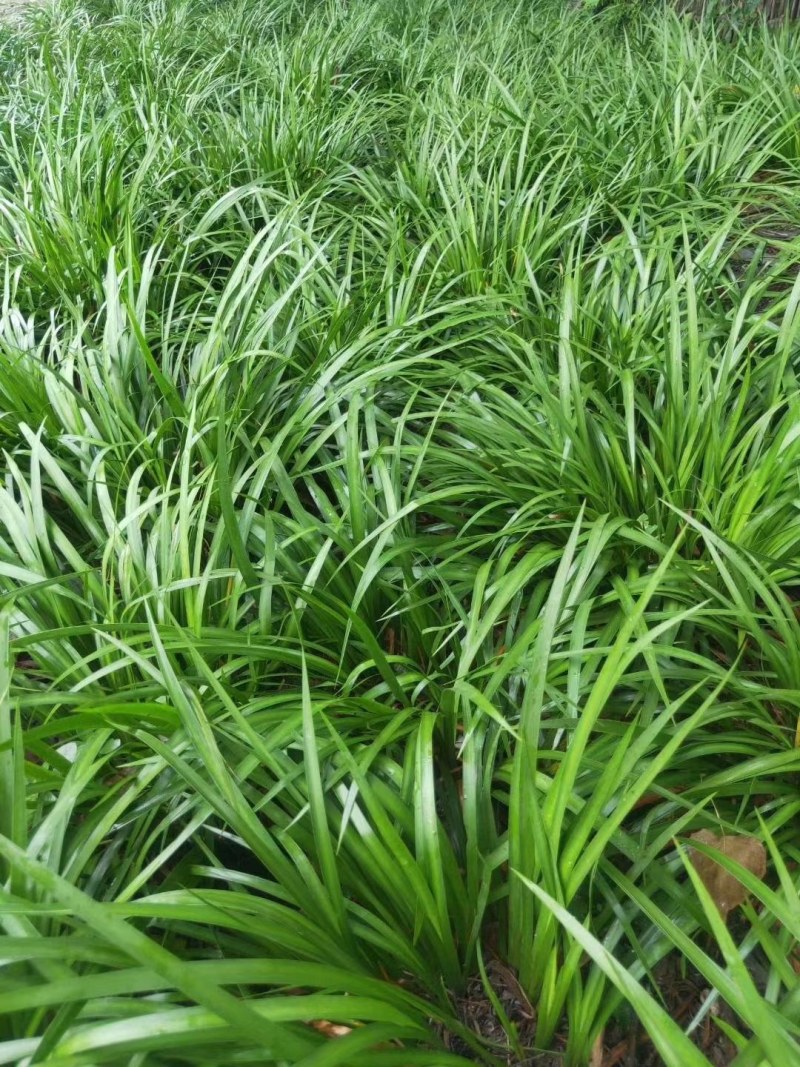 石菖蒲苗菖蒲苗家种品种