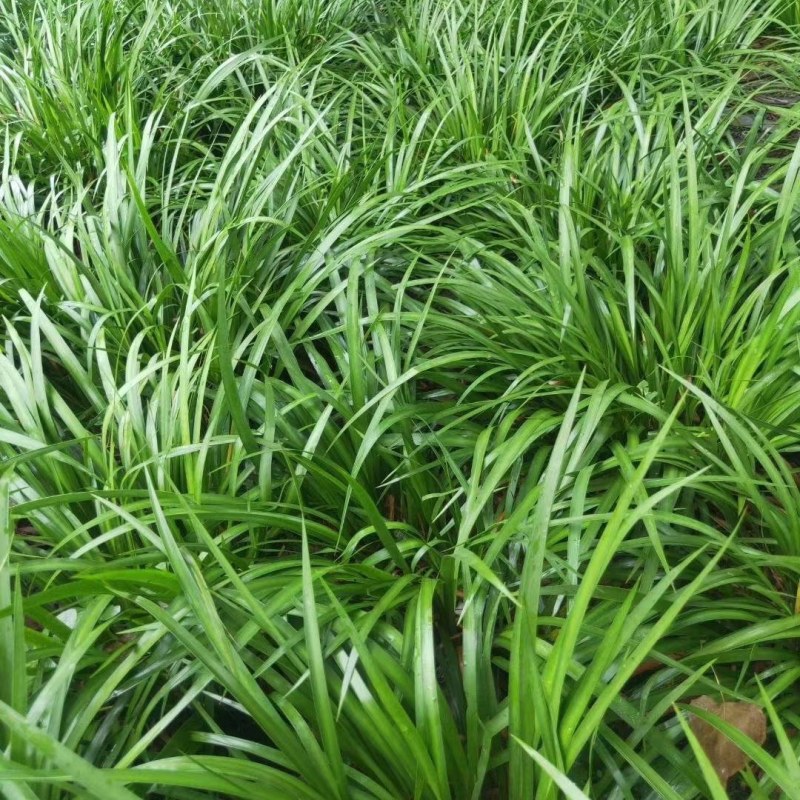 石菖蒲苗菖蒲苗家种品种