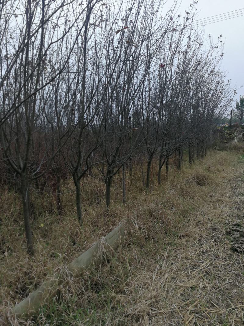 绚丽海棠根直冠正基地直发技术指导欢迎察订购