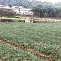 万亩藠头基地，直供各种藠头