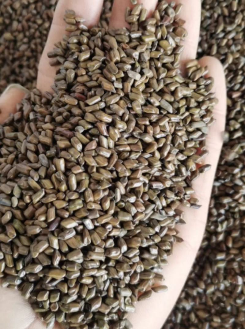 草决明产年批发供应各种规格草决明中药材量大从优