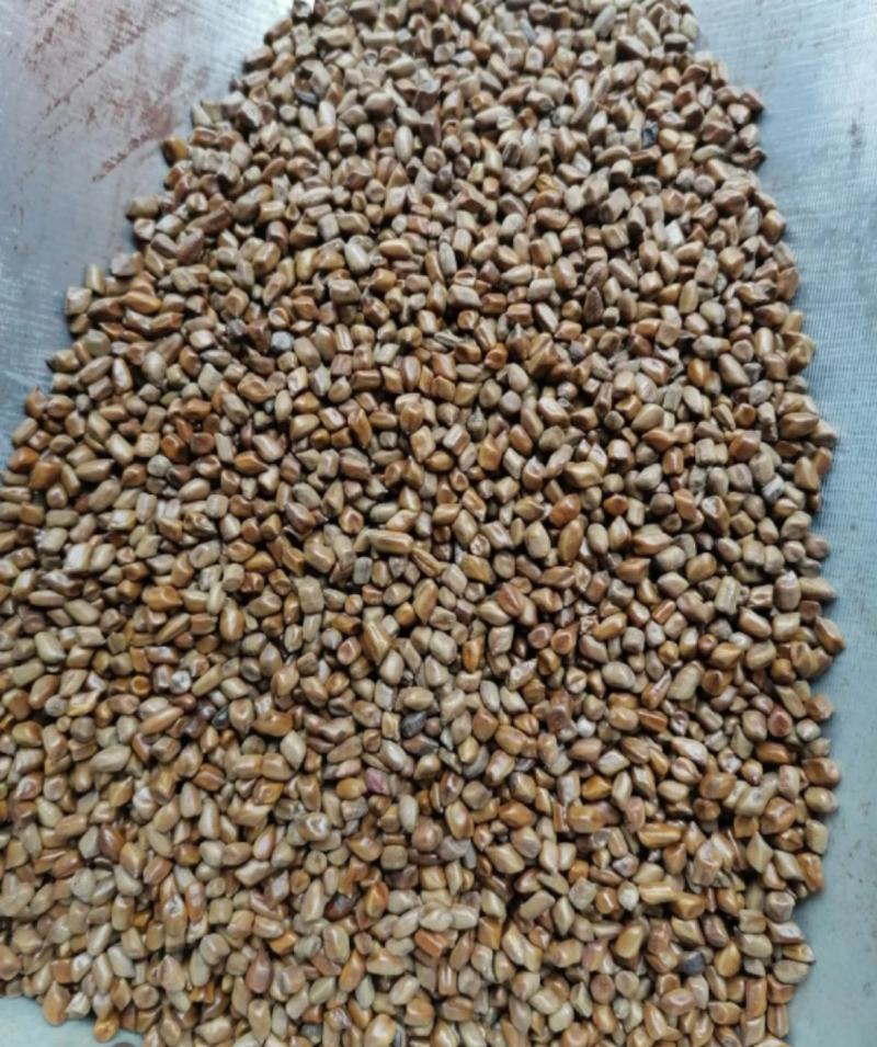 草决明产年批发供应各种规格草决明中药材量大从优