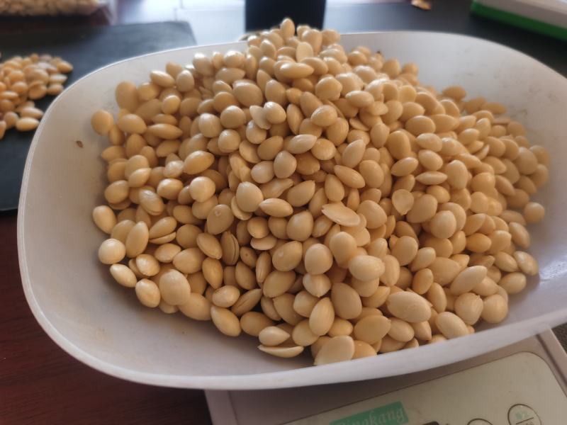 山桃仁陕北地产颗粒饱满包含量