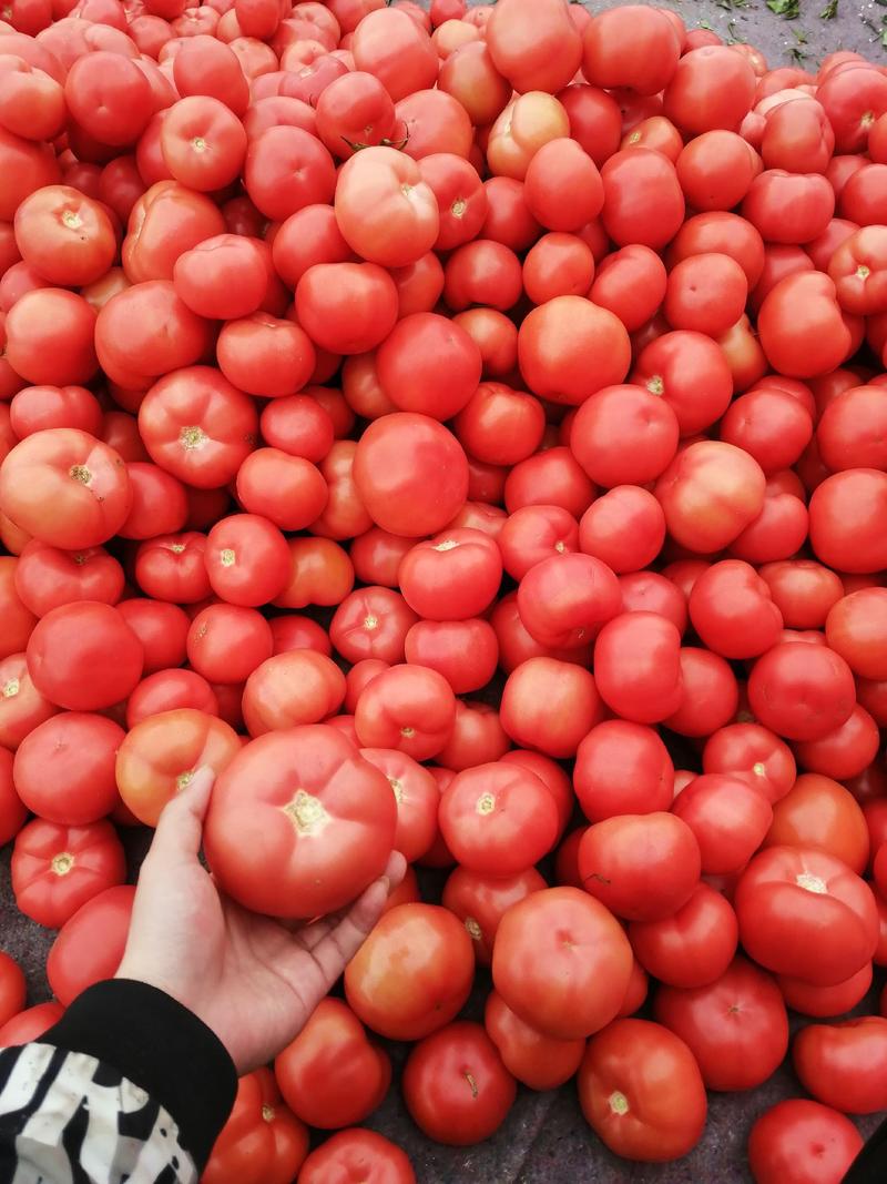 苍南硬粉西红柿货源充足量大从优保证质量现摘现发