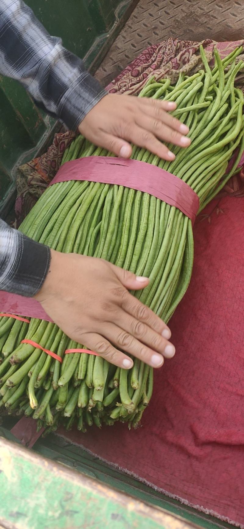 【荐】长豆角豇豆河北豆角豇豆万亩蔬菜批发基地大量供应热卖