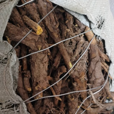 黄芩野生家种陕北内蒙地产