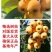 枇杷苗嫁接枇杷树苗大五星南方北方种植盆栽地栽果树苗琵琶苗