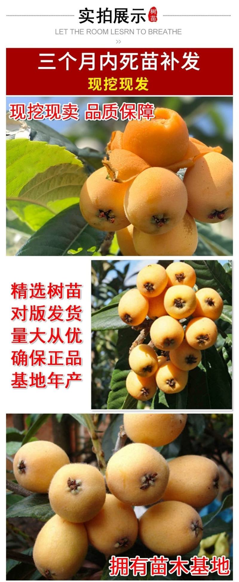 枇杷苗嫁接枇杷树苗大五星南方北方种植盆栽地栽果树苗琵琶苗