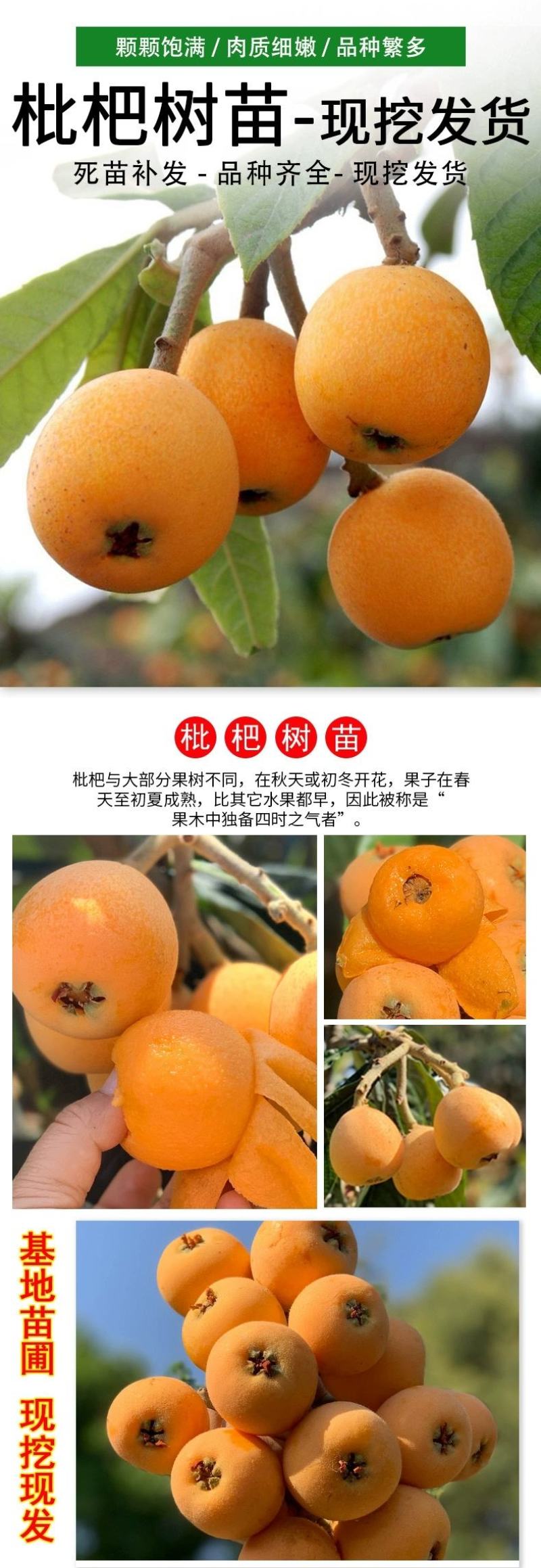 枇杷苗嫁接枇杷树苗大五星南方北方种植盆栽地栽果树苗琵琶苗
