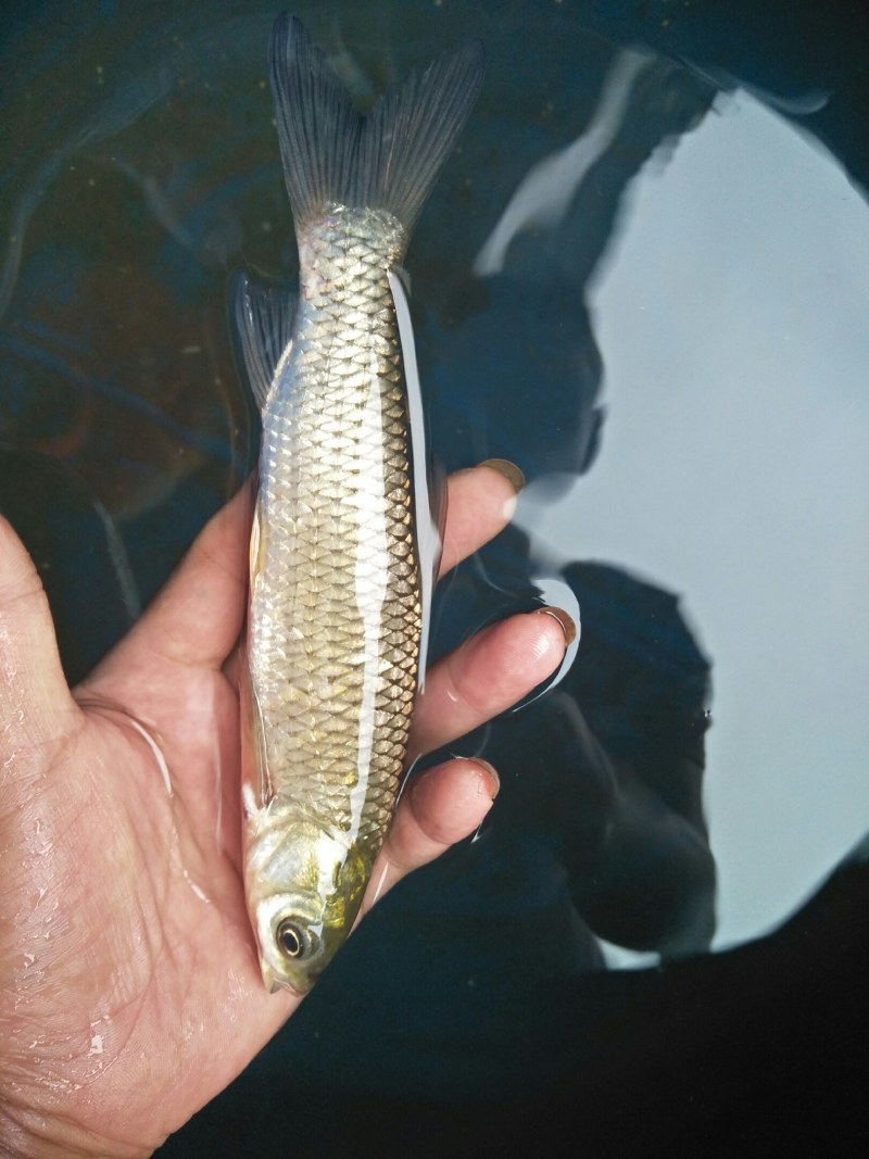 长江草鱼苗及各种鱼苗欢迎订购，量大从优，基地直供，保证质