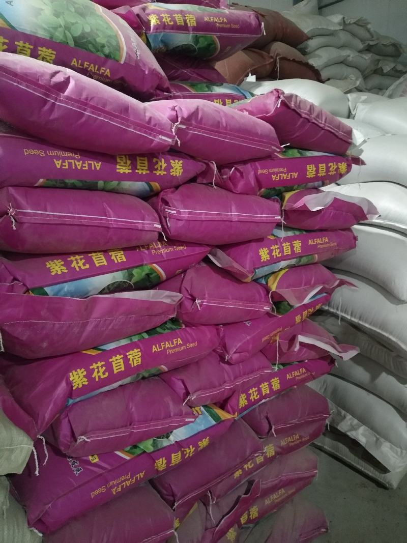 大量供应进口紫花苜蓿种子包芽率国内送货上门
