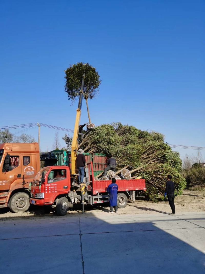 大叶女贞女贞基地直发提供一条龙服务欢迎来电
