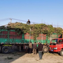 大叶女贞女贞基地直发提供一条龙服务欢迎来电