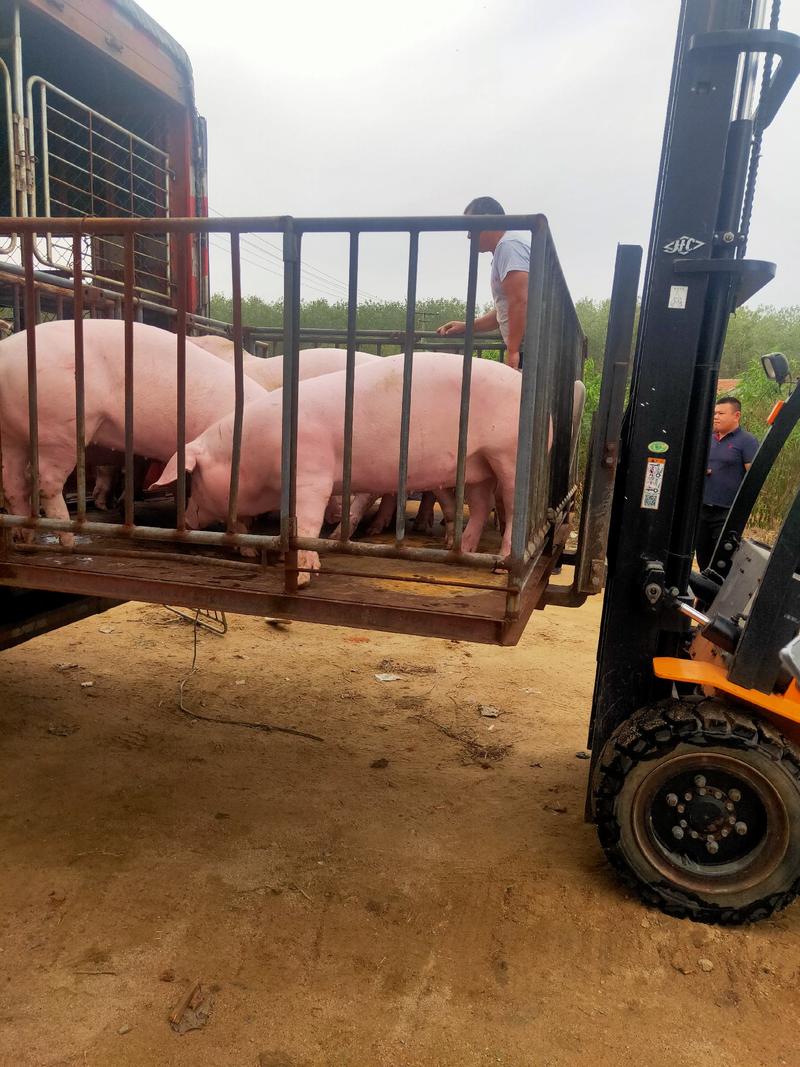 优质育肥仔猪猪场直供包送到家支持视频看货全国发货