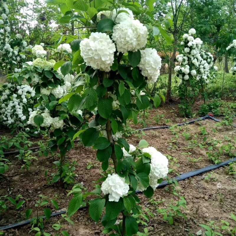 绿化苗木木绣球大量供应大小苗