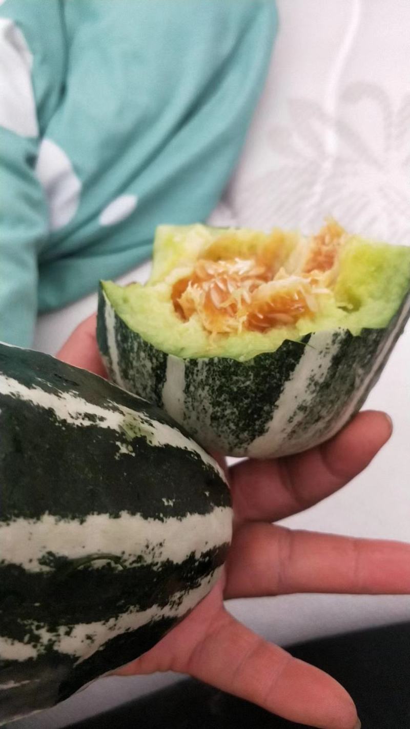 河北博洋9号甜瓜，欢迎电商微商代理洽谈合作欢迎咨询