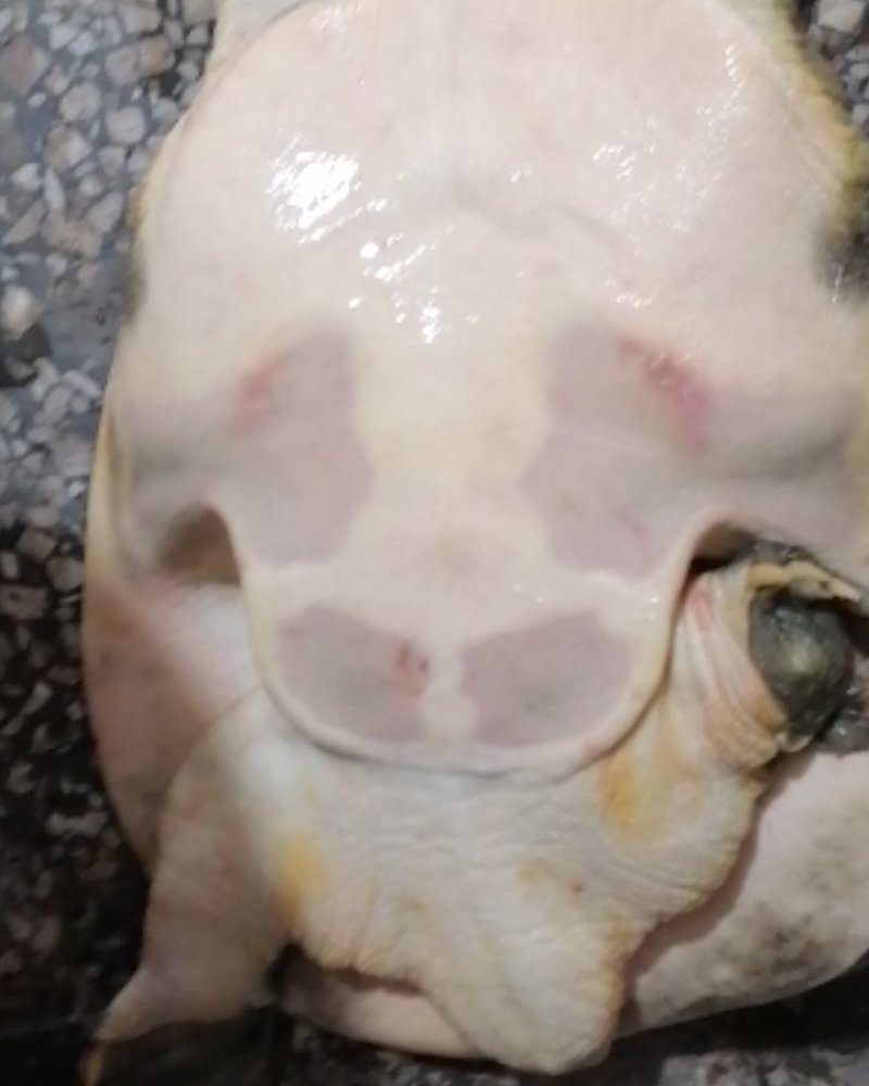 甲鱼，鳖有货，常年出售甲鱼，黑鳖。需要的欢迎订购。