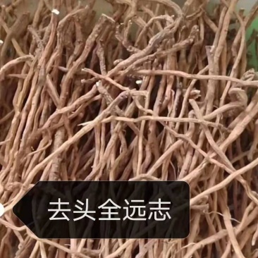 全远志陕北地产野生包交