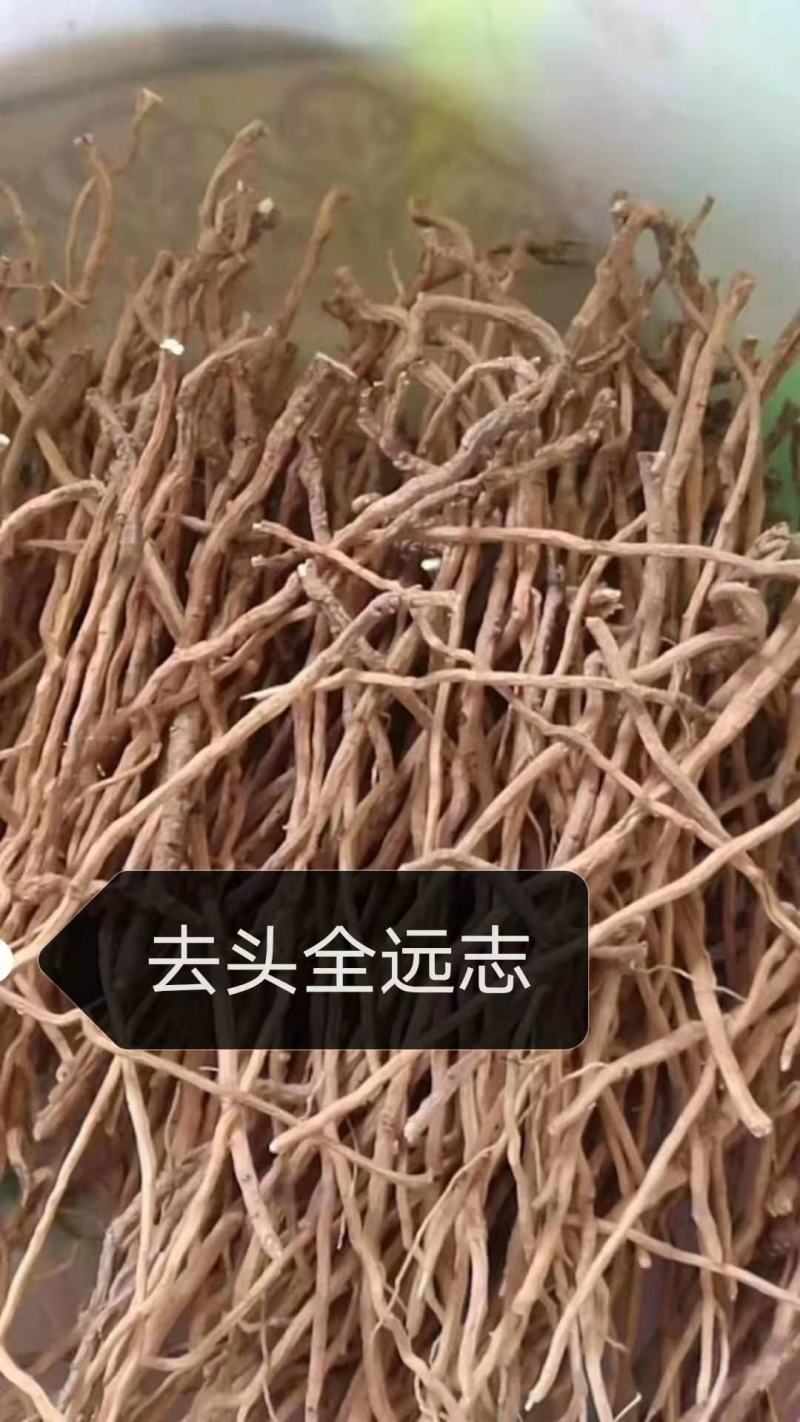全远志陕北地产野生包交