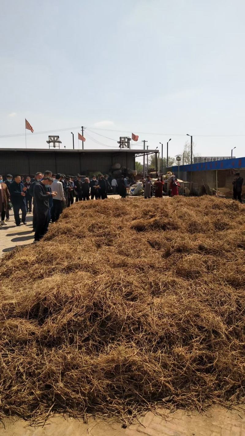全远志陕北地产野生包交