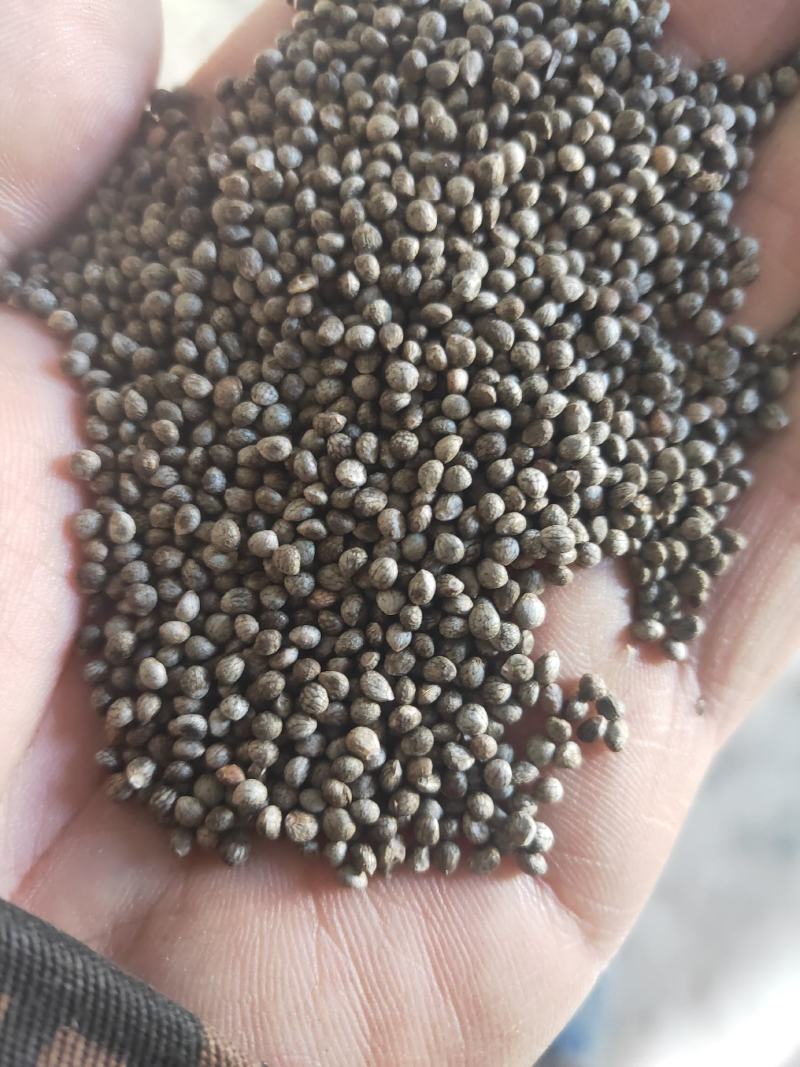 出售2022出口级别灰苏子40吨（全新）净货（涨价中）