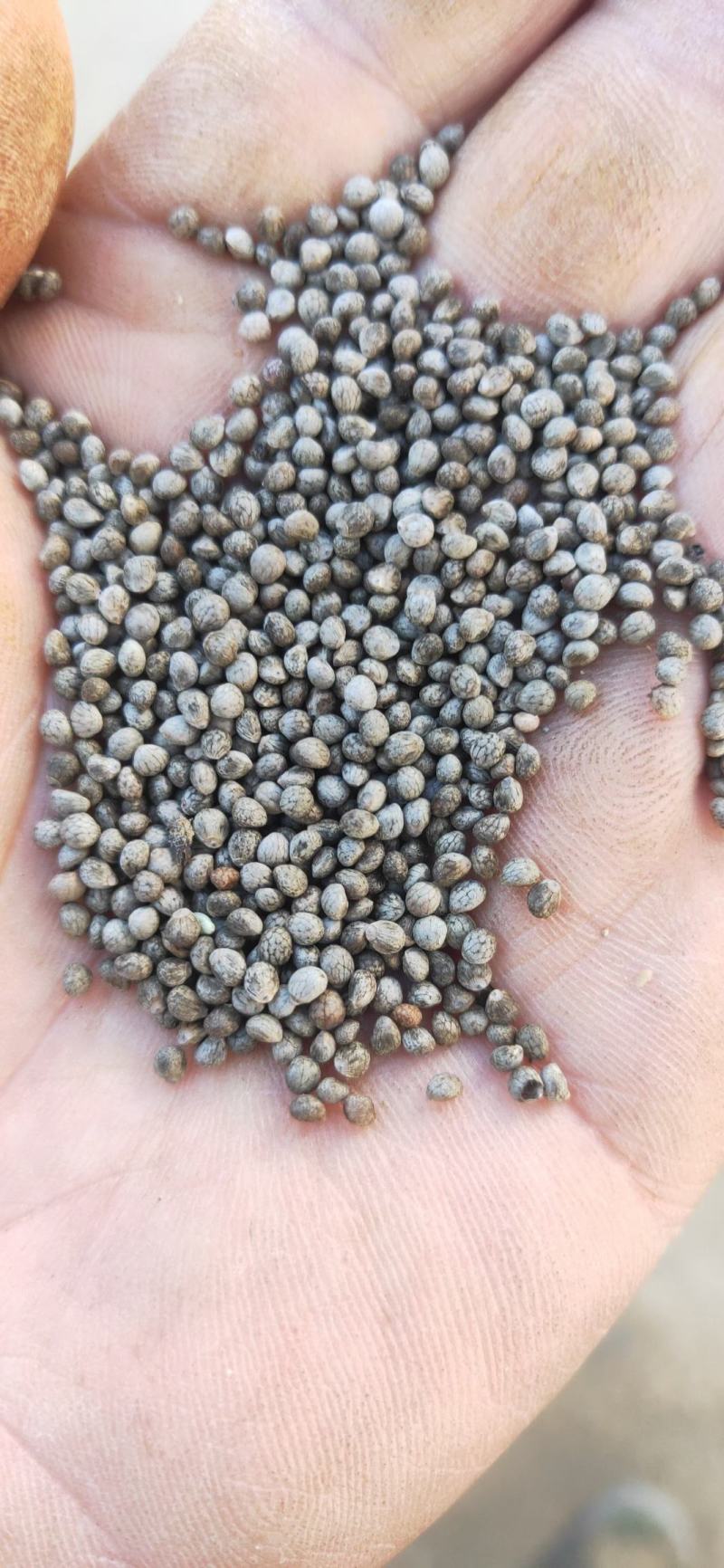 出售2022出口级别灰苏子40吨（全新）净货（涨价中）
