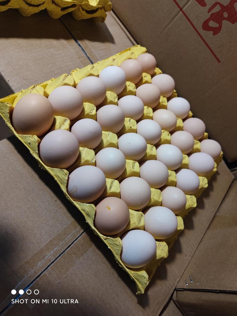 草鸡蛋外观漂亮鸡蛋炒出金黄整箱360枚发货