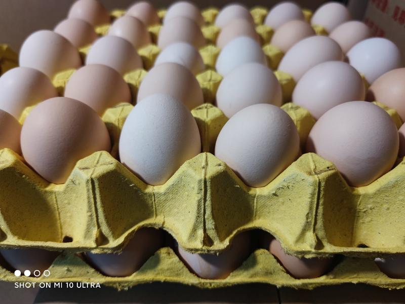 草鸡蛋外观漂亮鸡蛋炒出金黄整箱360枚发货