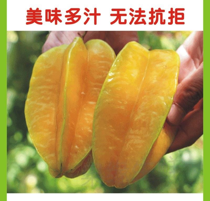 台湾杨桃水果多汁孕妇新鲜应季水果批发代发