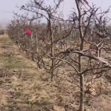 占地，建园梨树，三:四，五，七八，有大量现货，欢迎选购