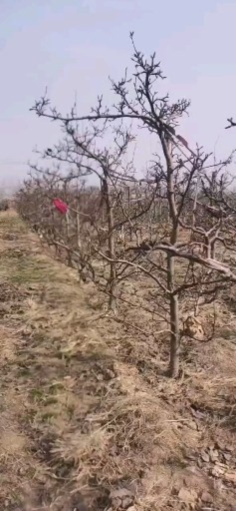 占地，建园梨树，三:四，五，七八，有大量现货，欢迎选购