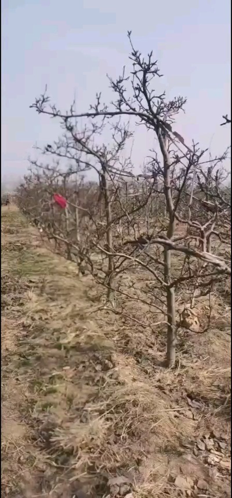 占地，建园梨树，三:四，五，七八，有大量现货，欢迎选购