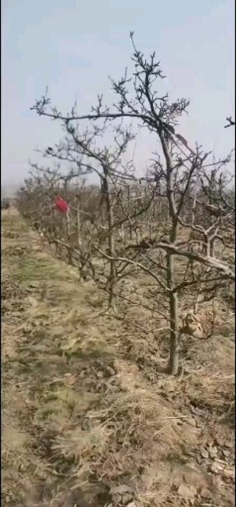 占地，建园梨树，三:四，五，七八，有大量现货，欢迎选购