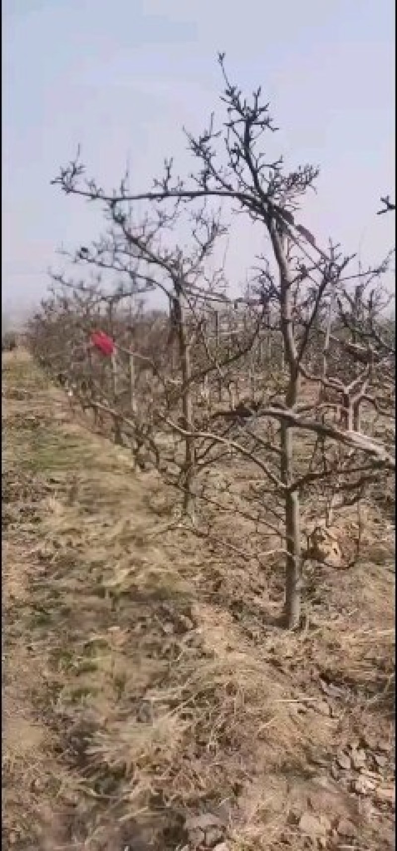 占地，建园梨树，三:四，五，七八，有大量现货，欢迎选购