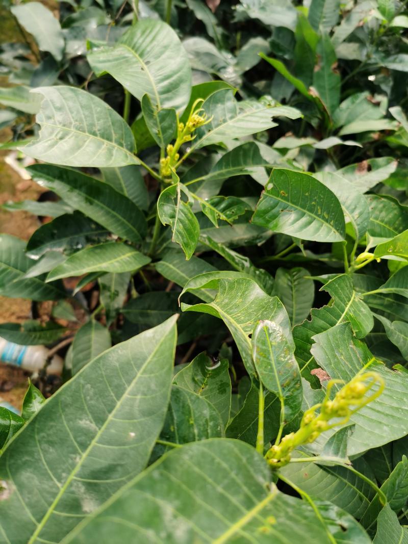 芒果树四季芒果苗杯种苗