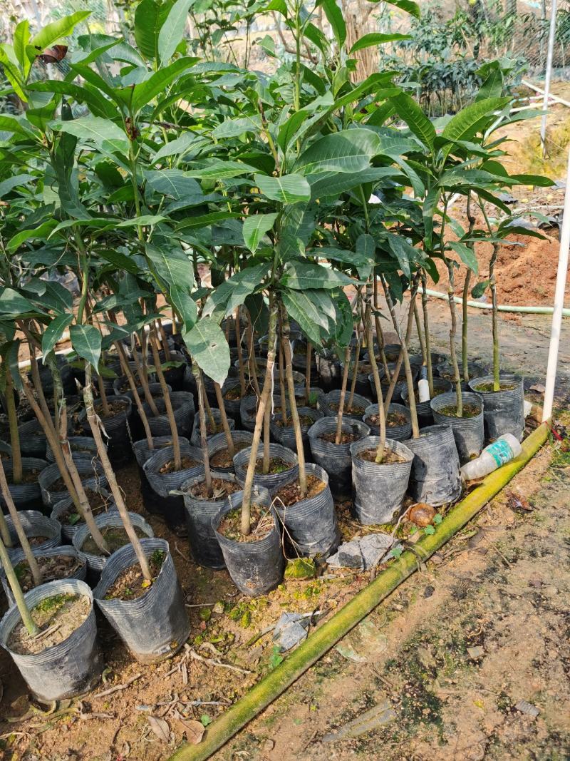 芒果树四季芒果苗杯种苗