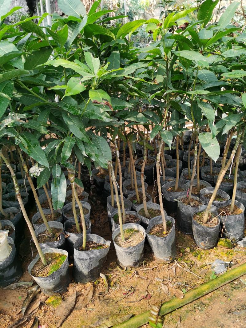 芒果树四季芒果苗杯种苗