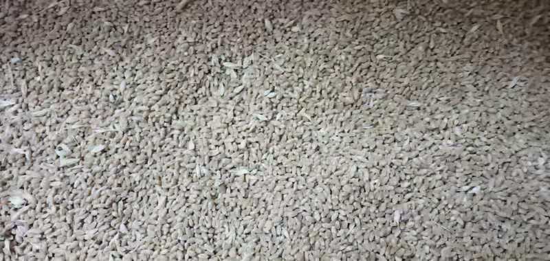 【精】新小麦产地直发，农户种植质优价廉，常年供货，无发霉