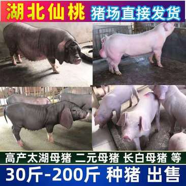 原种太湖高产母猪，猪仔三头包邮，厂家直销，三头送一头公猪