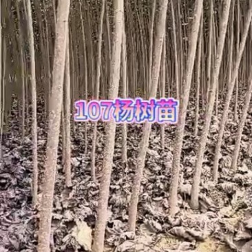 大量出售107杨树苗，量大从优，质量保证！