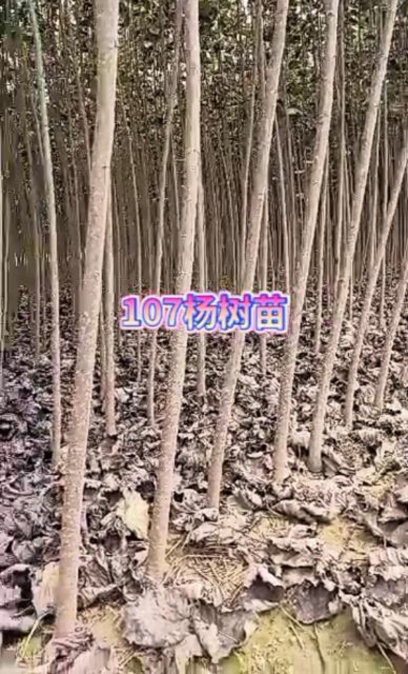 大量出售107杨树苗，量大从优，质量保证！