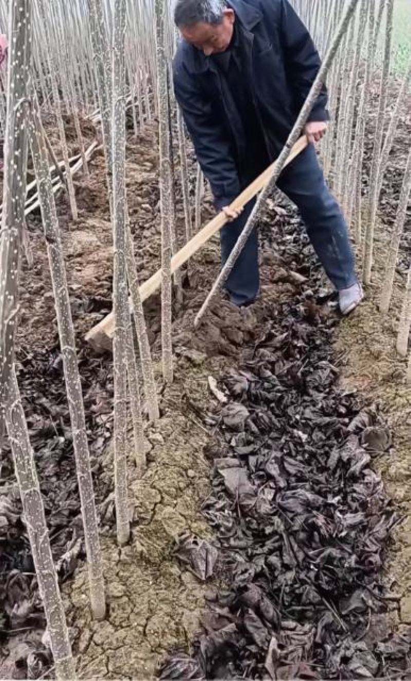 大量出售107杨树苗，量大从优，质量保证！