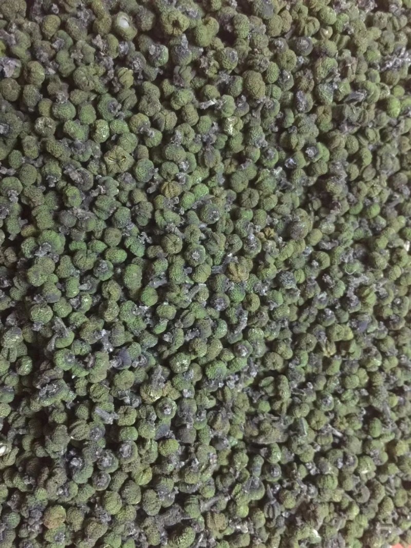 吴茱萸茱萸茶辣中花吴茱萸