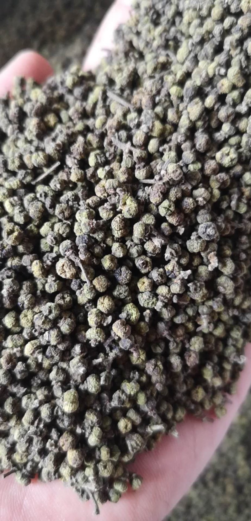 吴茱萸茱萸茶辣中花吴茱萸