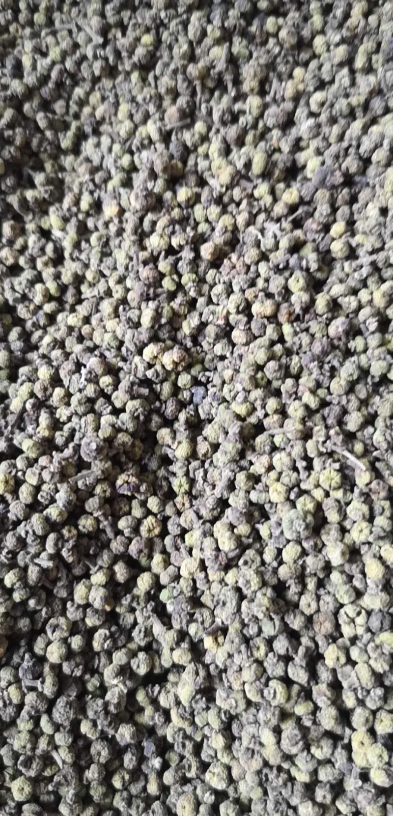 吴茱萸茱萸茶辣中花吴茱萸