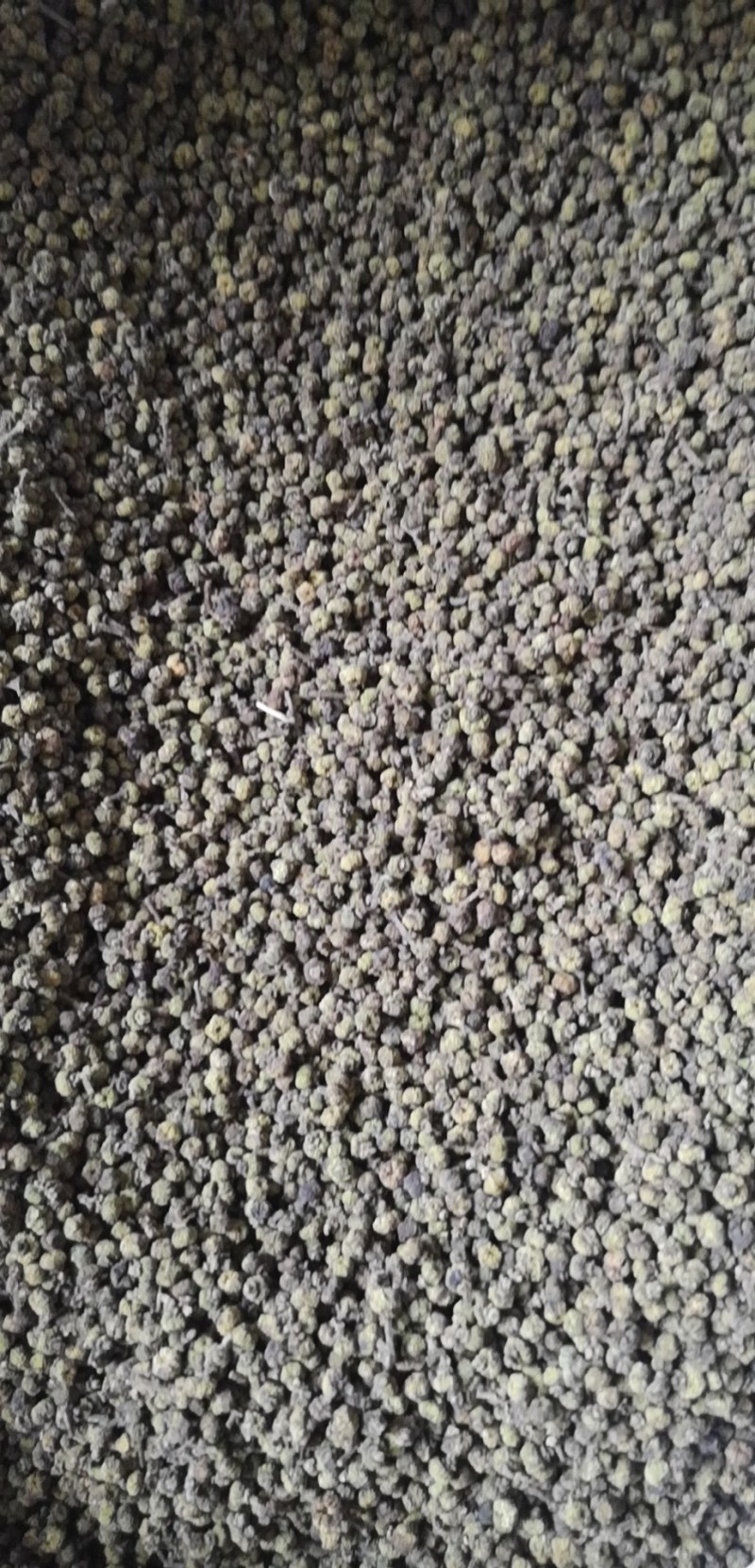 吴茱萸茱萸茶辣中花吴茱萸