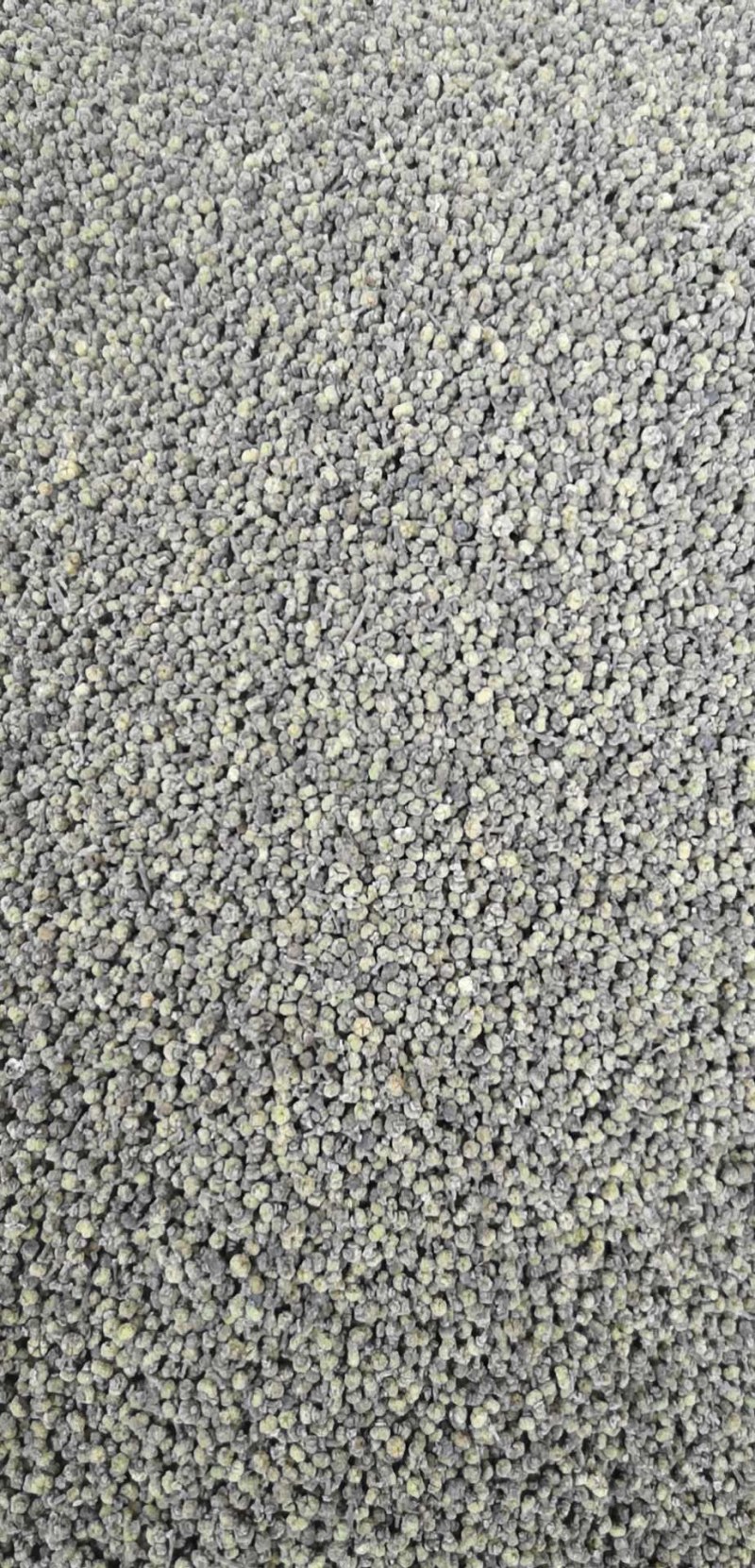 吴茱萸茱萸茶辣中花吴茱萸