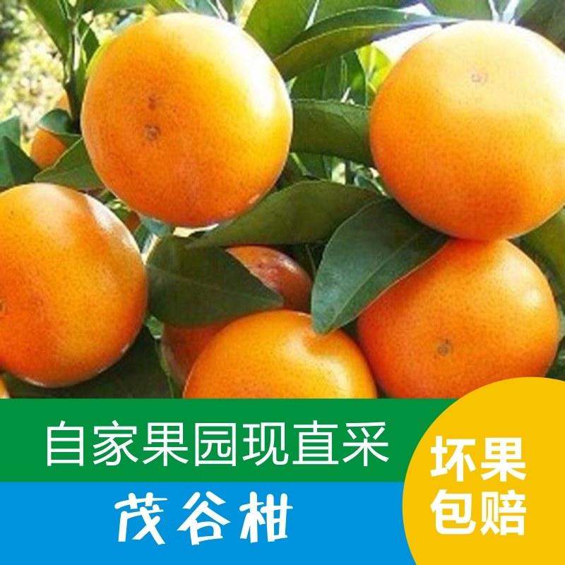 台湾茂谷柑新鲜水果汁多味甜现摘现发包邮包售后