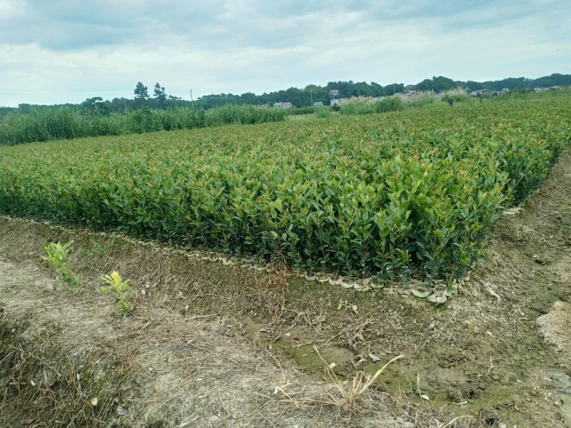 油茶树苗【二年小杯苗】湘林系列嫁接高产油茶苗